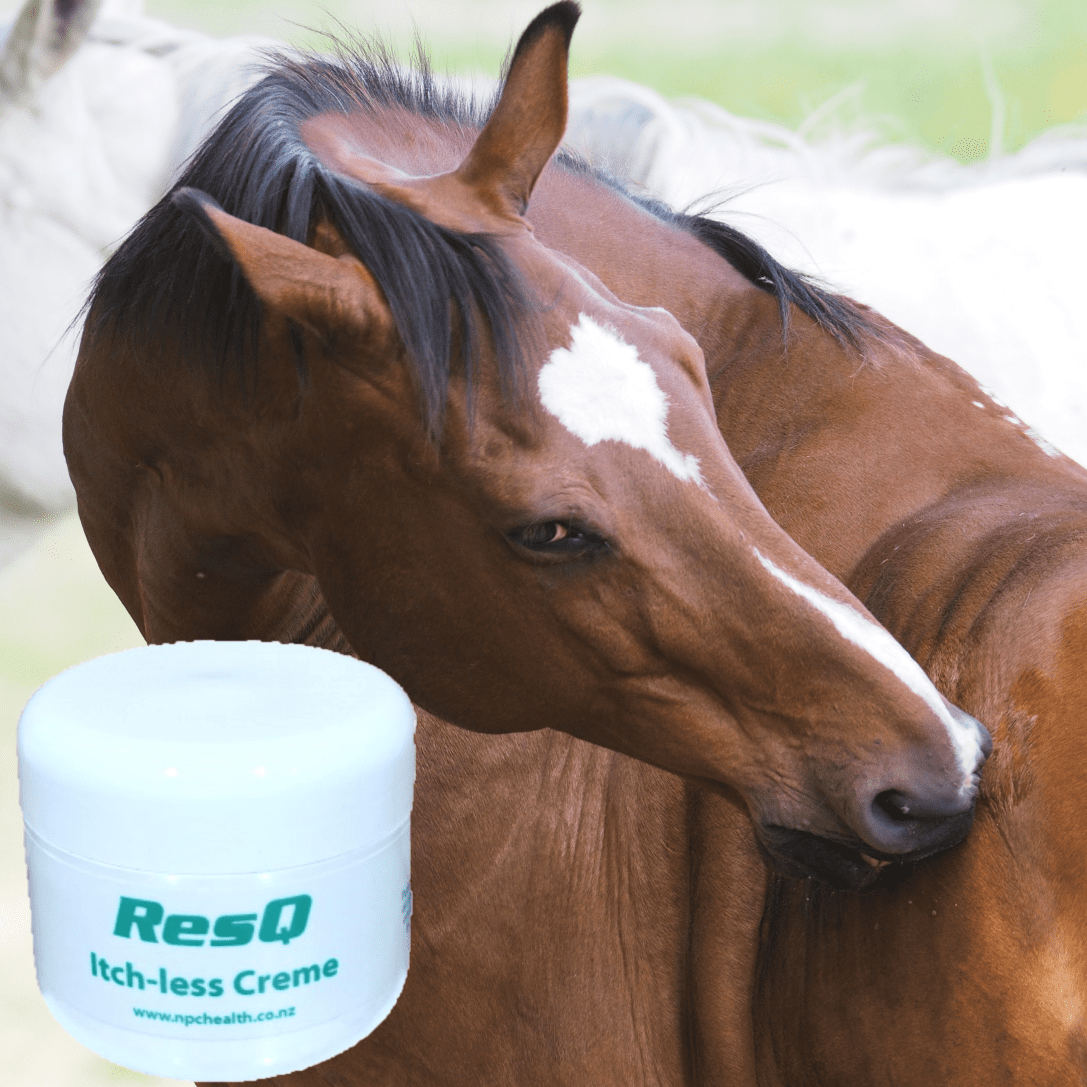 Horse grooming Natural relief for itchy skin in horses NZ
