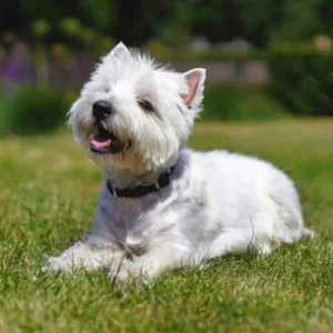 Where to Buy MSM Joint Supplements for Dogs