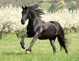Joint care for older horses or the horse with arthritis.