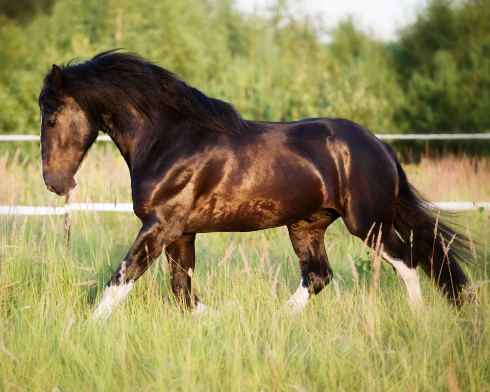 Toxin binder for horses at pasture to lessen the harmful effects and ensure maximum health, well-being and performance. Also containing a digestive aid